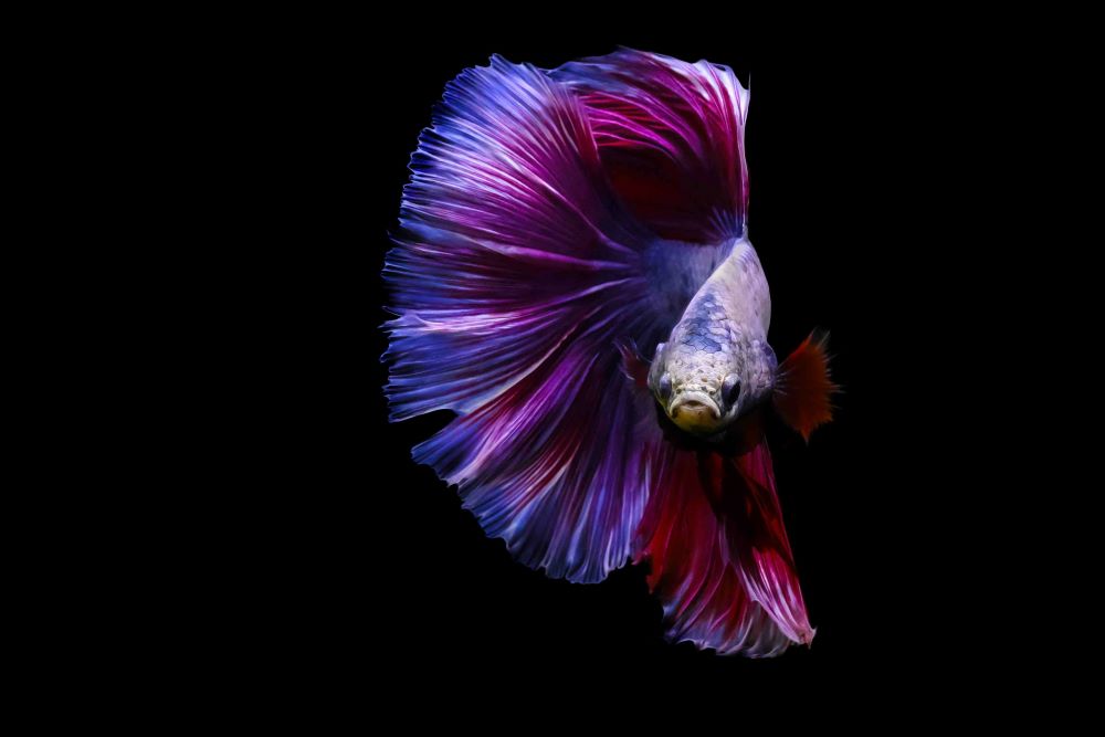 Artiste Auteur photographie Artiste Auteur photographie